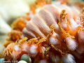   Bearded fireworm Hermodice carunculata Pallas 1766 taken Bonaire. Bonaire  